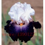 50pcs rare iris ,iris seeds,bonsai flower seeds,24 colours, Heirloom Iris Tectorum Perennial Flower Seeds, plant for home garden