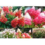 50pcs/bag Vanilla Strawberry Hydrangea Flower Seeds for Planting Flower Bonsai or tree Seeds Hydrangea Macrophylla Home Garden
