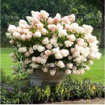 50pcs/bag Vanilla Strawberry Hydrangea Flower Seeds for Planting Flower Bonsai or tree Seeds Hydrangea Macrophylla Home Garden