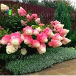 50pcs/bag Vanilla Strawberry Hydrangea Flower Seeds for Planting Flower Bonsai or tree Seeds Hydrangea Macrophylla Home Garden