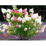 50pcs/bag Vanilla Strawberry Hydrangea Flower Seeds for Planting Flower Bonsai or tree Seeds Hydrangea Macrophylla Home Garden