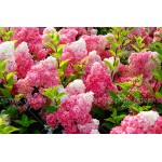 50pcs/bag Vanilla Strawberry Hydrangea Flower Seeds for Planting Flower Bonsai or tree Seeds Hydrangea Macrophylla Home Garden