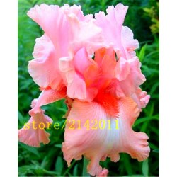 50pcs/bag pink iris seeds,bearded iris seeds,rare bonsai iris Phalaenopsis Orchid flower seeds,Nature plants for home garden