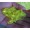 green 20pcs1 -$0.37