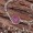 purple2 -$0.15