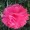 Hot Pink13 -$0.12
