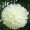 Ivory5 -$0.12