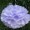 Lilac15 -$0.12