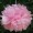 Pink1 -$0.12
