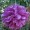 Purple11 -$0.12