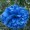 Royal Blue4 -$0.12