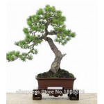 FREE SHIPPING 30pcs/Bag Japanese Pine Tree Seeds bonsai flower easy to plant DIY