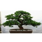 FREE SHIPPING 30pcs/Bag Japanese Pine Tree Seeds bonsai flower easy to plant DIY