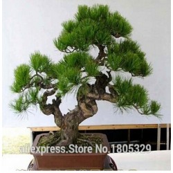 FREE SHIPPING 30pcs/Bag Japanese Pine Tree Seeds bonsai flower easy to plant DIY