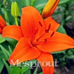 HOT Sale 100 PCS  24 Colors Lily Seeds, Cheap Perfume Lilies Seeds, Rare Color Flower Garden Plant - Mixing Different Varieties