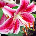 HOT Sale 100 PCS  24 Colors Lily Seeds, Cheap Perfume Lilies Seeds, Rare Color Flower Garden Plant - Mixing Different Varieties