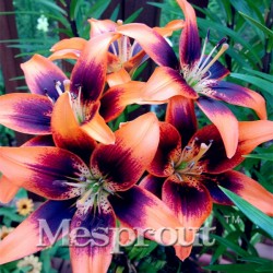 HOT Sale 100 PCS  24 Colors Lily Seeds, Cheap Perfume Lilies Seeds, Rare Color Flower Garden Plant - Mixing Different Varieties