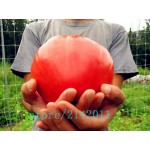 Heirloom giant red Tomato Seeds,strawberry tomato seeds,Professional Pack,100 Seeds/Pack,Organic Vegetable plant for home garden