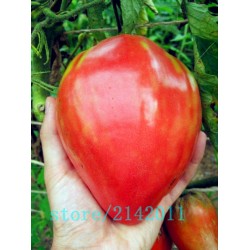 Heirloom giant red Tomato Seeds,strawberry tomato seeds,Professional Pack,100 Seeds/Pack,Organic Vegetable plant for home garden