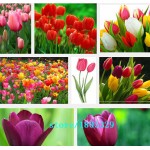 Hot Selling 100pcs Tulip Bulbs, Tulip Ball Seeds Bonsai Flower Pot Plant Ball Mix Colors DIY Home Garden Free Shipping