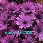 Hot Selling Rare 100 pcs Purple Osteospermum Seeds Potted Flowering Plants Blue Daisy Flower Seeds for DIY Home & Garden