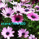 Hot Selling Rare 100 pcs Purple Osteospermum Seeds Potted Flowering Plants Blue Daisy Flower Seeds for DIY Home & Garden