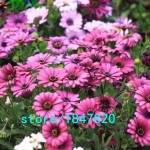 Hot Selling Rare 100 pcs Purple Osteospermum Seeds Potted Flowering Plants Blue Daisy Flower Seeds for DIY Home & Garden