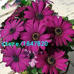 Hot Selling Rare 100 pcs Purple Osteospermum Seeds Potted Flowering Plants Blue Daisy Flower Seeds for DIY Home & Garden