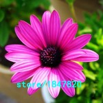 Hot Selling Rare 100 pcs Purple Osteospermum Seeds Potted Flowering Plants Blue Daisy Flower Seeds for DIY Home & Garden