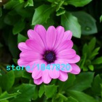 Hot Selling Rare 100 pcs Purple Osteospermum Seeds Potted Flowering Plants Blue Daisy Flower Seeds for DIY Home & Garden