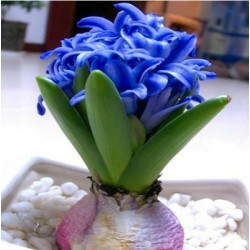 Hyacinth seeds Hyacinthus Orientalis Indoor green plants, flower plants, easy to grow - 50pcs Hyacinthus seeds