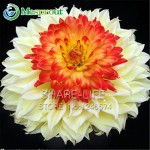 Rare Yellow Orange Dahlia Seeds Chinese Flower Seeds Bonsai Plants for Garden 50PCS / PACK