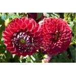 Rare Yellow Orange Dahlia Seeds Chinese Flower Seeds Bonsai Plants for Garden 50PCS / PACK