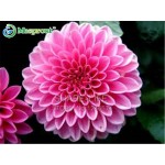 Rare Yellow Orange Dahlia Seeds Chinese Flower Seeds Bonsai Plants for Garden 50PCS / PACK