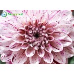 Rare Yellow Orange Dahlia Seeds Chinese Flower Seeds Bonsai Plants for Garden 50PCS / PACK