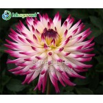 Rare Yellow Orange Dahlia Seeds Chinese Flower Seeds Bonsai Plants for Garden 50PCS / PACK