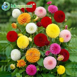 Rare Yellow Orange Dahlia Seeds Chinese Flower Seeds Bonsai Plants for Garden 50PCS / PACK