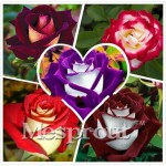 Time-Limit! 100 Particles a Large Collection of All Kinds of Rare Rose Seeds Perennial Flowers 14 Varieties of Roses ME#007