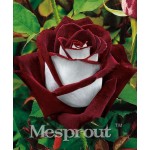 Time-Limit! 100 Particles a Large Collection of All Kinds of Rare Rose Seeds Perennial Flowers 14 Varieties of Roses ME#007