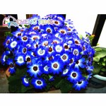 Two-color Red White Univalve Geranium Seeds Perennial Flower Seeds Pelargonium Peltatum Seeds For Indoor Rooms 20 Seeds / Bag