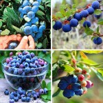 Vegetables and fruit seeds BlueBerry seeds Black pearl Blueberries DIY Countyard Bonsai plants Seeds for home & garden 100 seeds