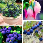 Vegetables and fruit seeds BlueBerry seeds Black pearl Blueberries DIY Countyard Bonsai plants Seeds for home & garden 100 seeds