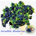 Vegetables and fruit seeds BlueBerry seeds Black pearl Blueberries DIY Countyard Bonsai plants Seeds for home & garden 100 seeds