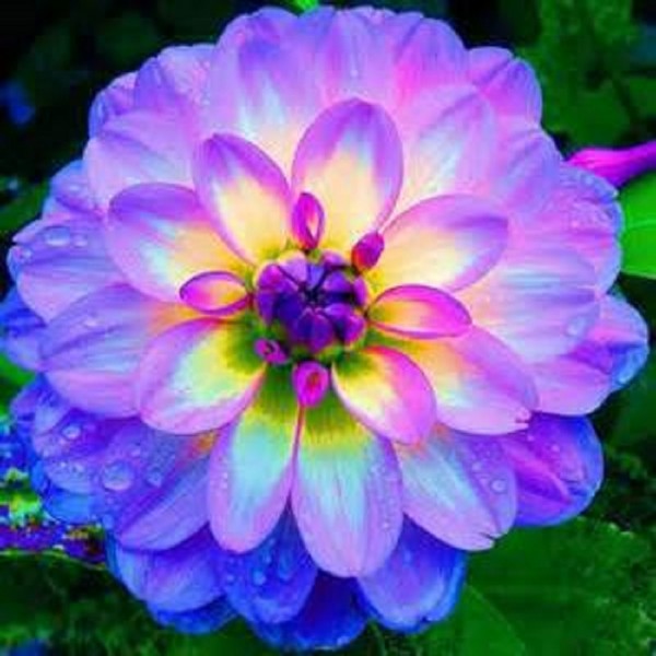 dahlia,dahlia flower vary Colors Dahlias Seeds For DIY Home Garden free shipping 20 seeds /bag