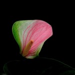 free ship 20 Rare Flower Seeds Anthurium Andraeanu Seeds Balcony Potted Plant Anthurium Flower Seeds for DIY Home Garden