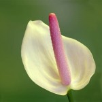 free ship 20 Rare Flower Seeds Anthurium Andraeanu Seeds Balcony Potted Plant Anthurium Flower Seeds for DIY Home Garden