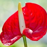 free ship 20 Rare Flower Seeds Anthurium Andraeanu Seeds Balcony Potted Plant Anthurium Flower Seeds for DIY Home Garden