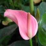 free ship 20 Rare Flower Seeds Anthurium Andraeanu Seeds Balcony Potted Plant Anthurium Flower Seeds for DIY Home Garden