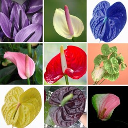 free ship 20 Rare Flower Seeds Anthurium Andraeanu Seeds Balcony Potted Plant Anthurium Flower Seeds for DIY Home Garden