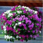 free shipping Flower seeds plant hanging petunia seeds balcony -100 seeds
